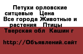 Петухи орловские ситцевые › Цена ­ 1 000 - Все города Животные и растения » Птицы   . Тверская обл.,Кашин г.